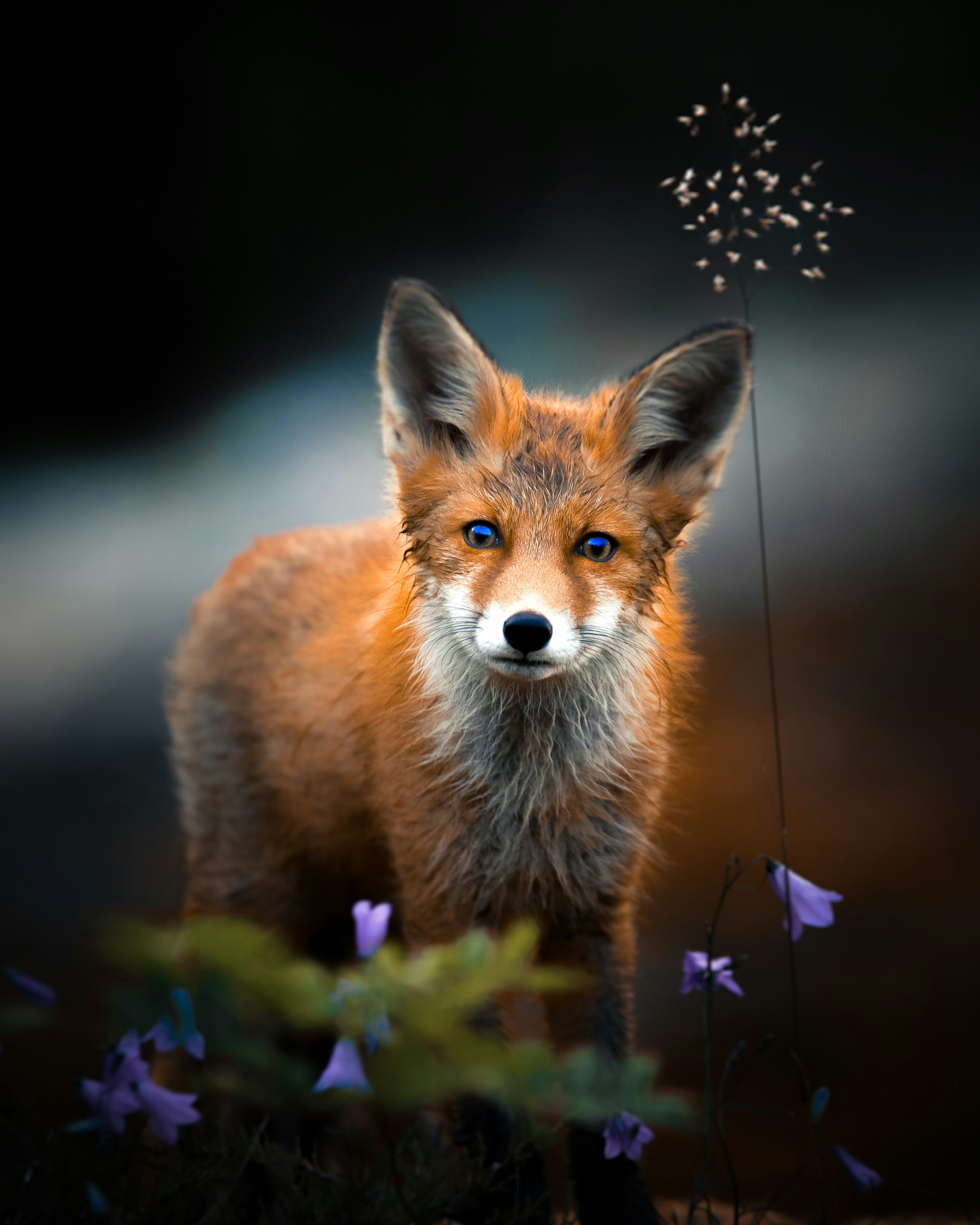 fox