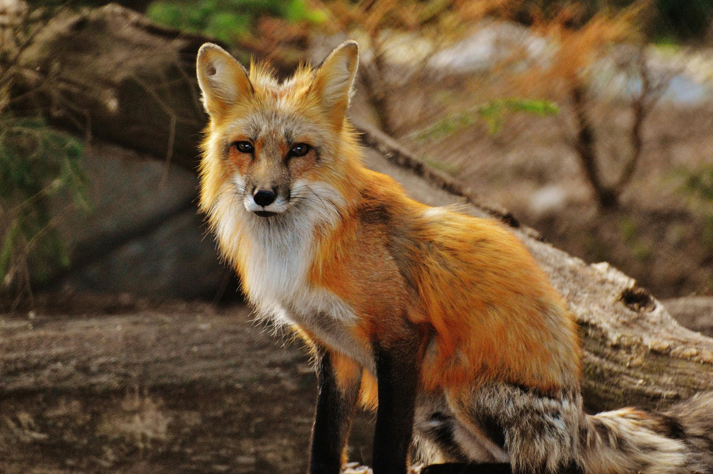 A cute fox.