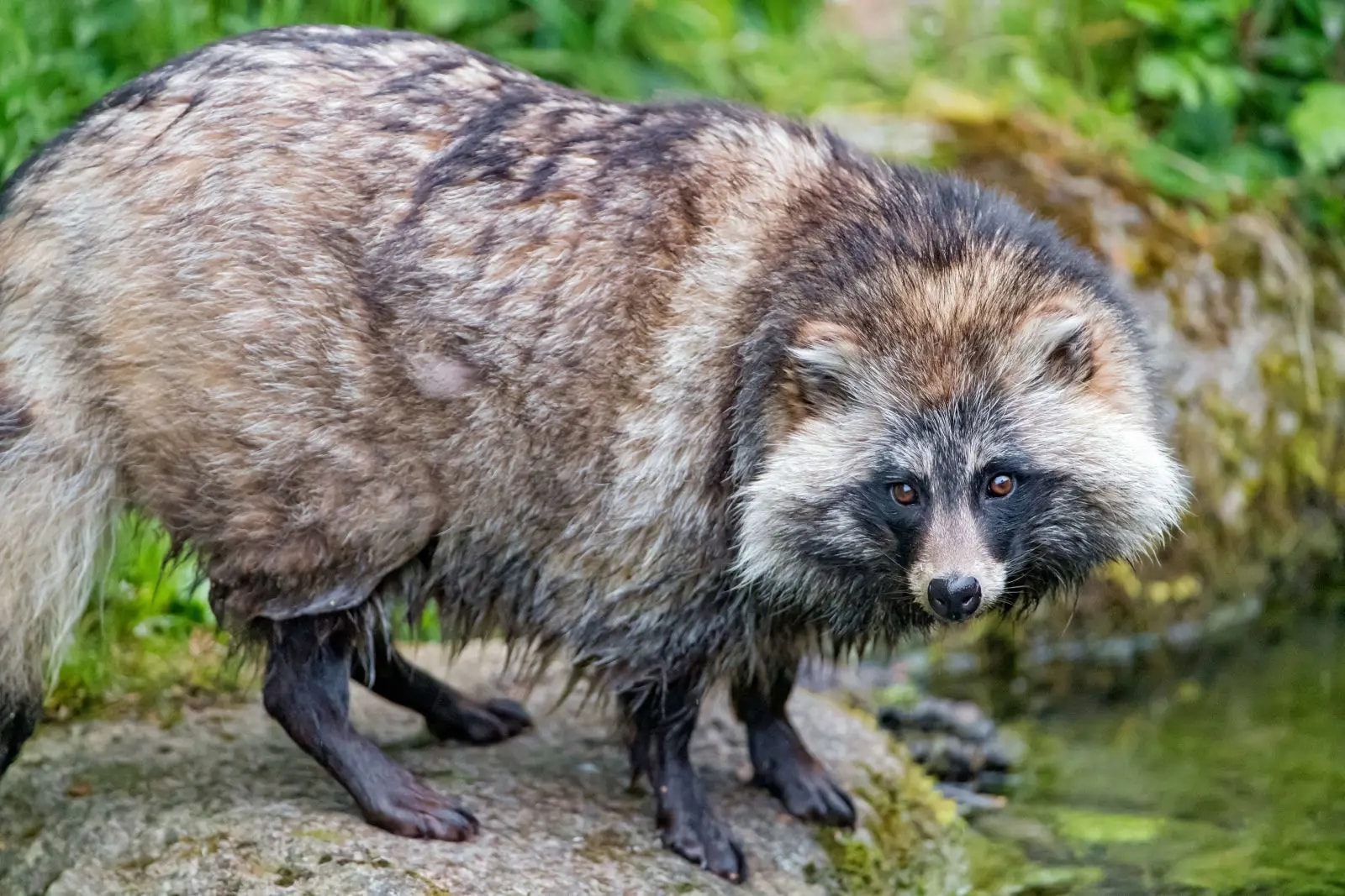 A Common Raccoon Dog Closeup