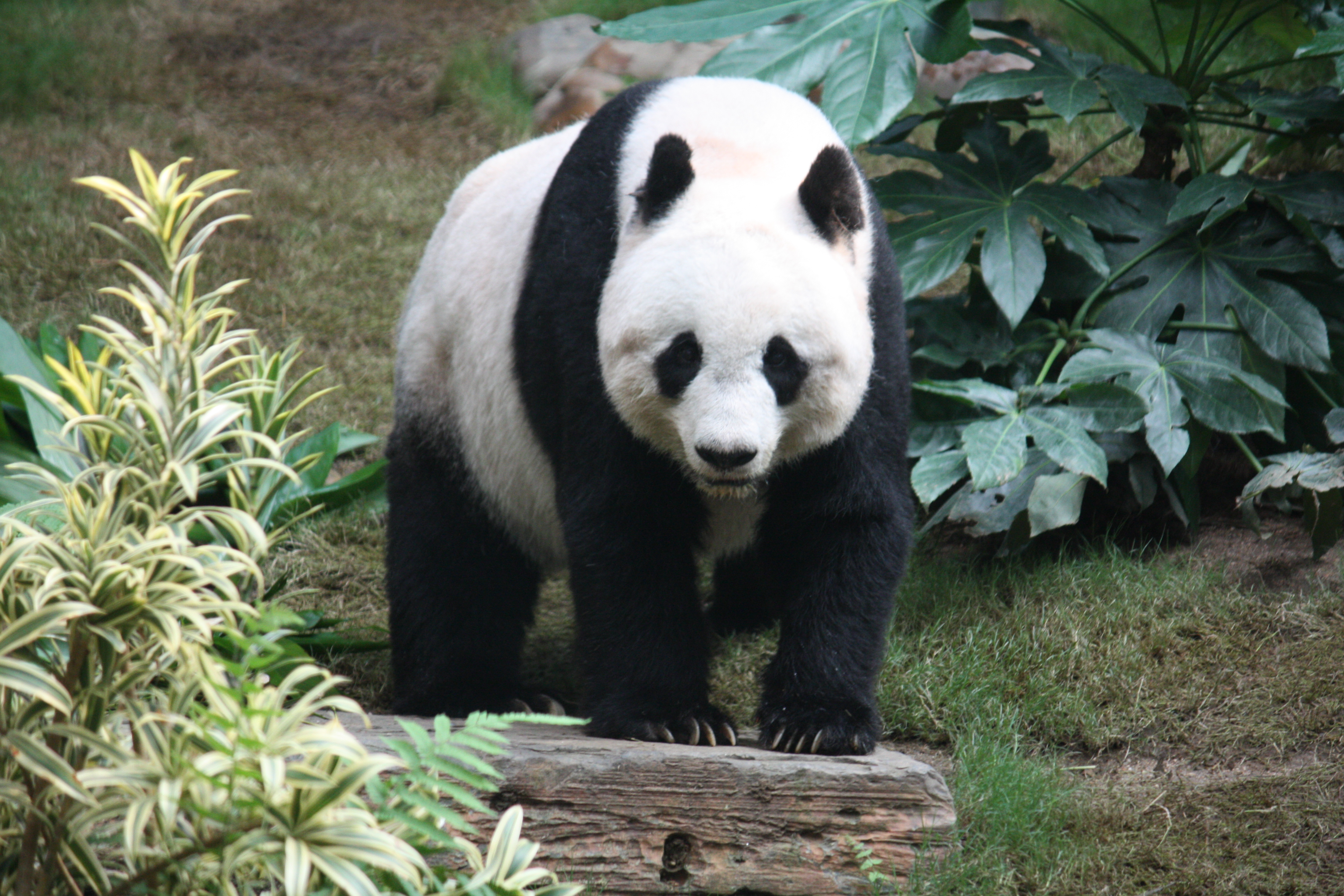 A Panda