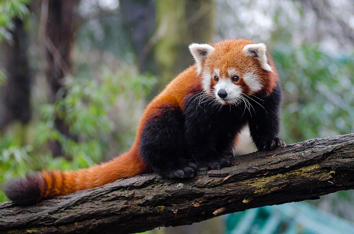 A Red Panda