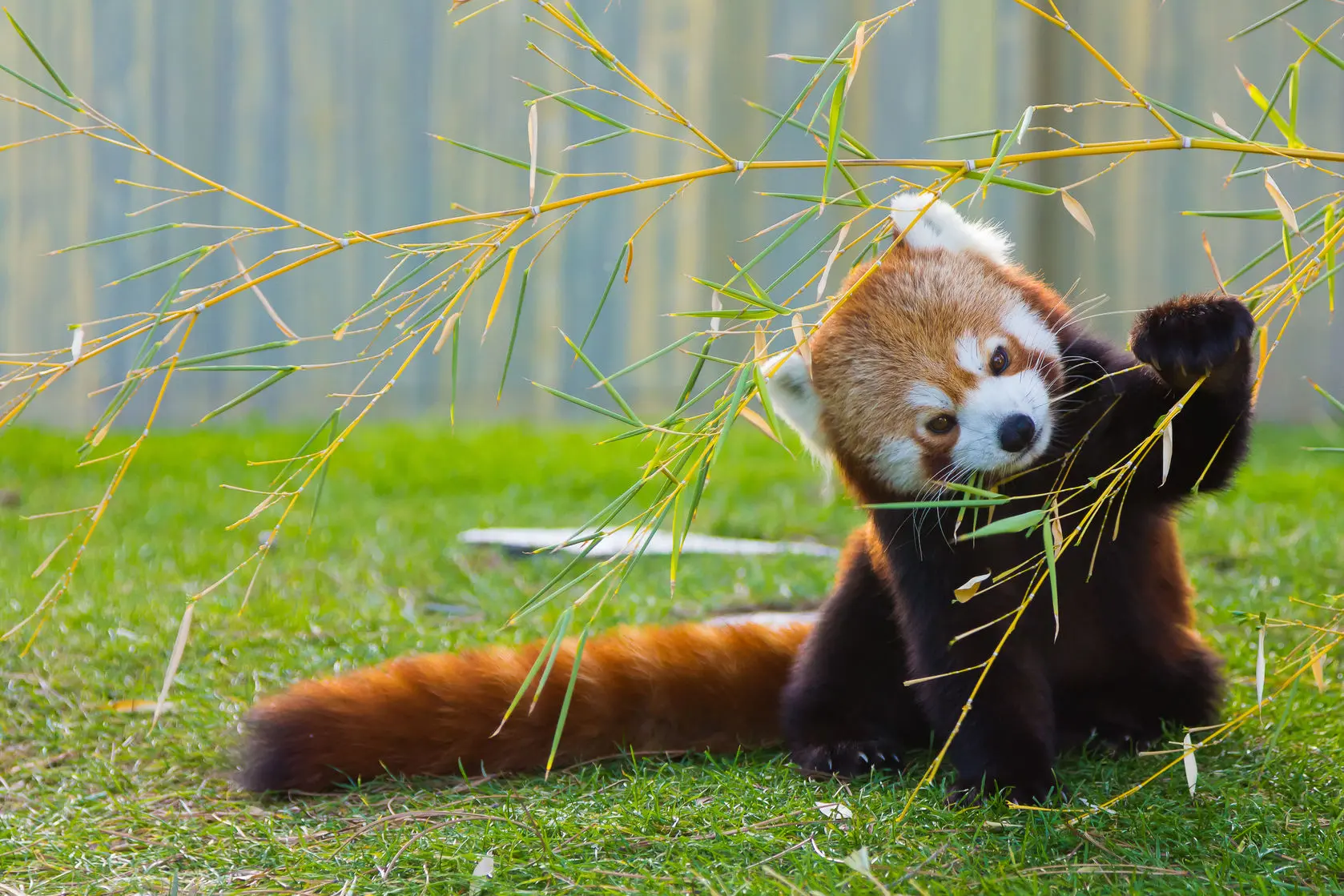 A Red Panda Playing