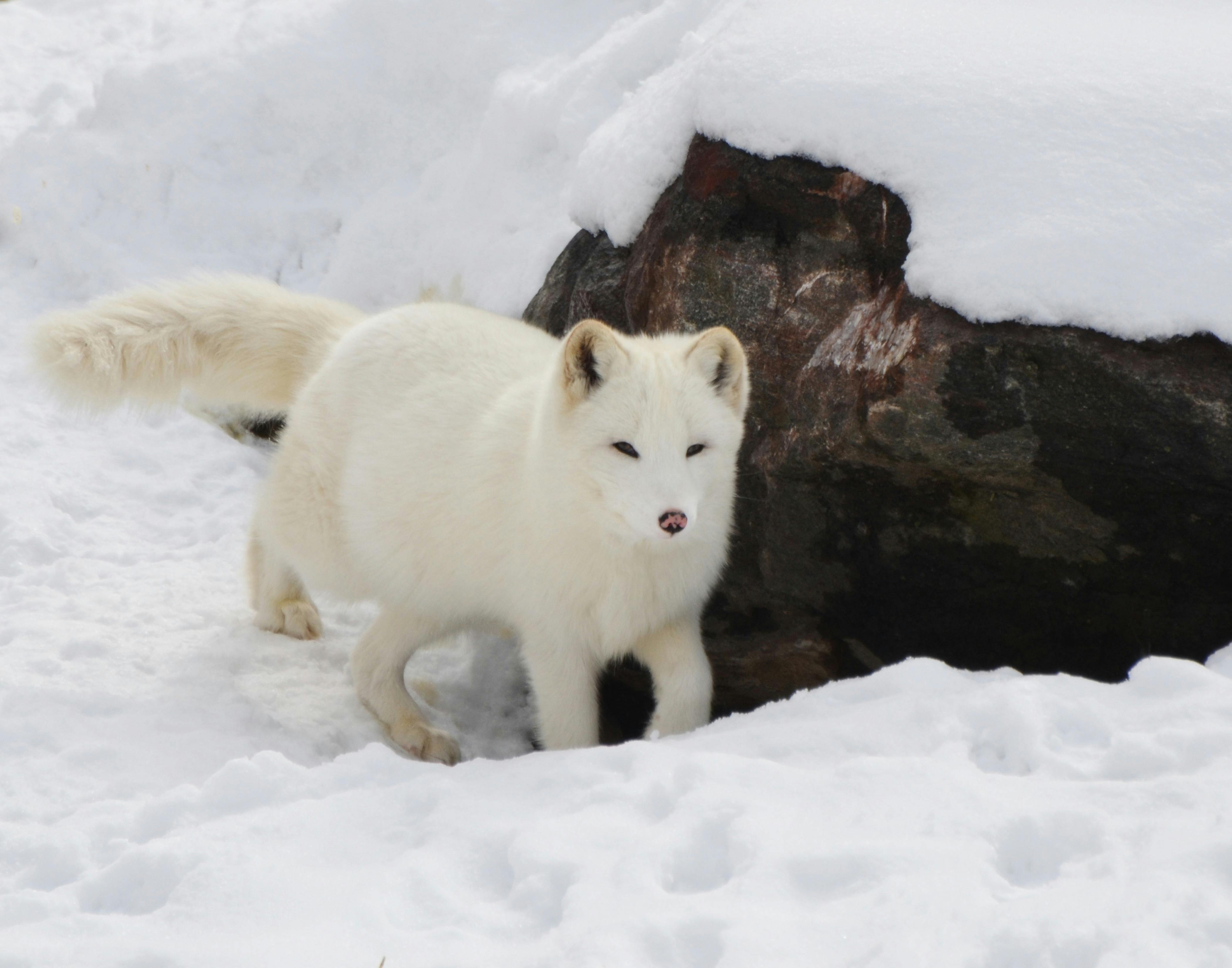 A white fox
